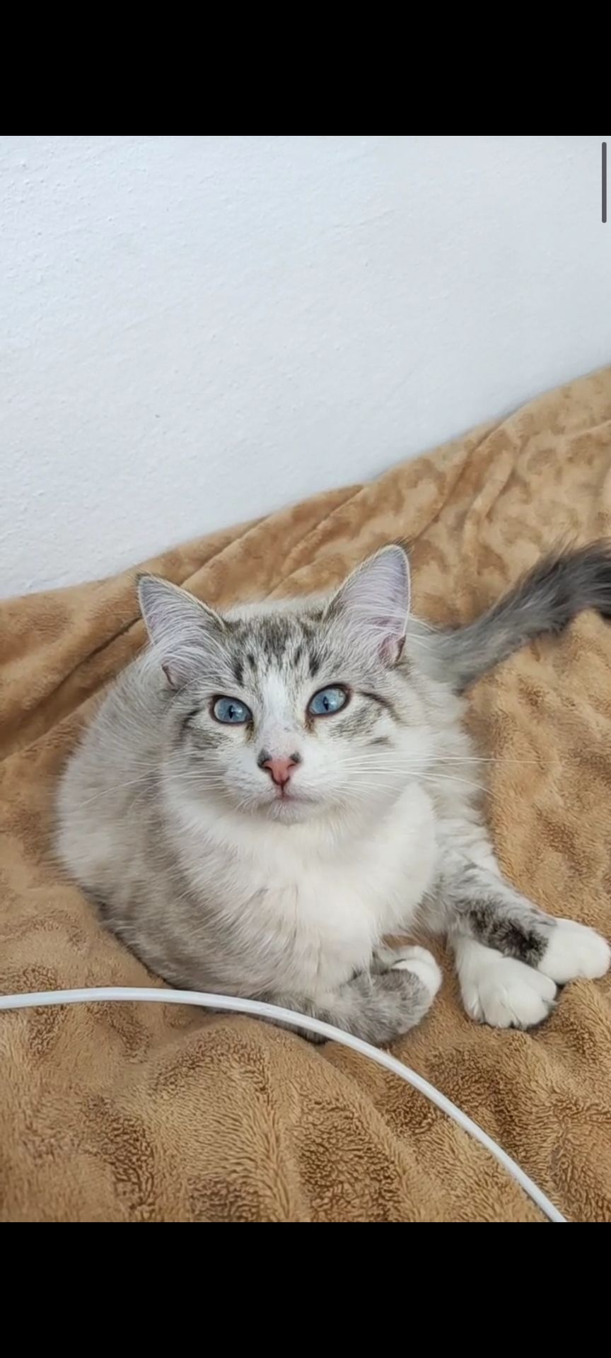 Кошенята
