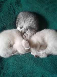 Кошенята