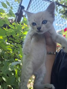 Кошенята
