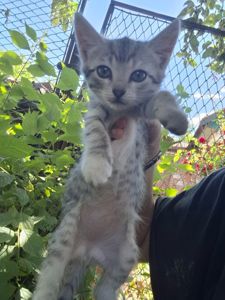 Кошенята