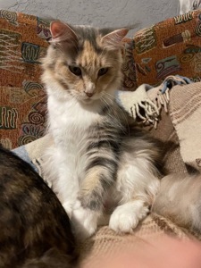 Кошенята Мейн кун