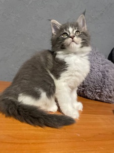 Кошенята Мейн кун