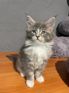 Кошенята Мейн кун