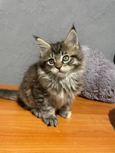 Кошенята Мейн кун