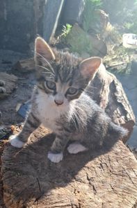 Віддам кошенят безкоштовно