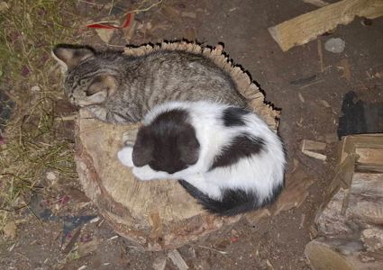 Віддам кошенят безкоштовно