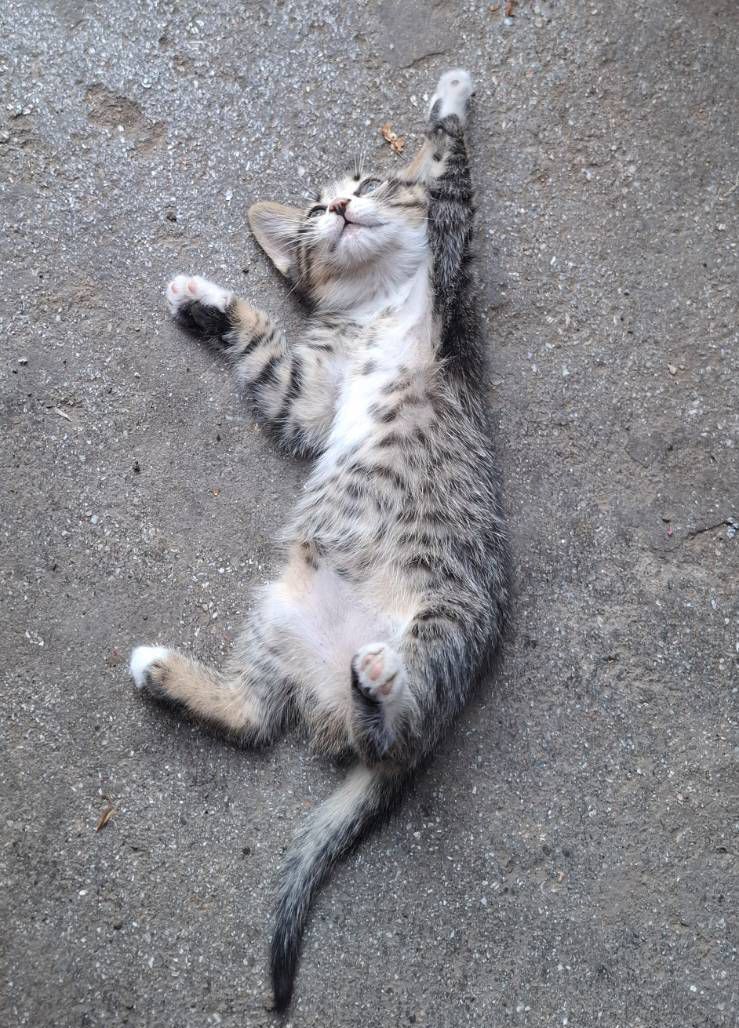Віддам кошенят безкоштовно