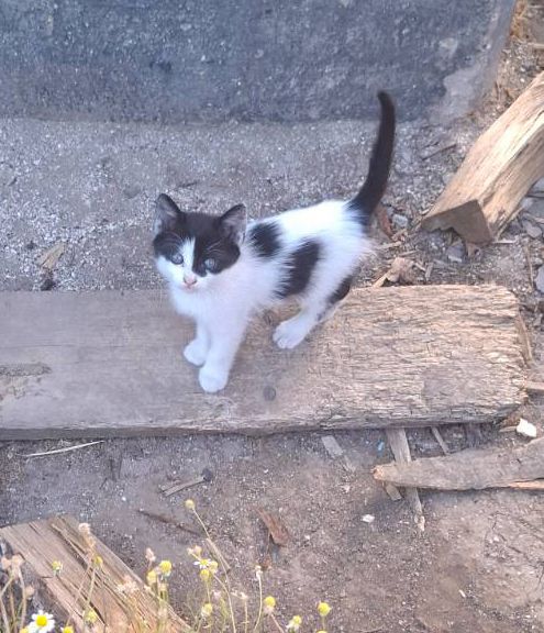 Віддам кошенят безкоштовно