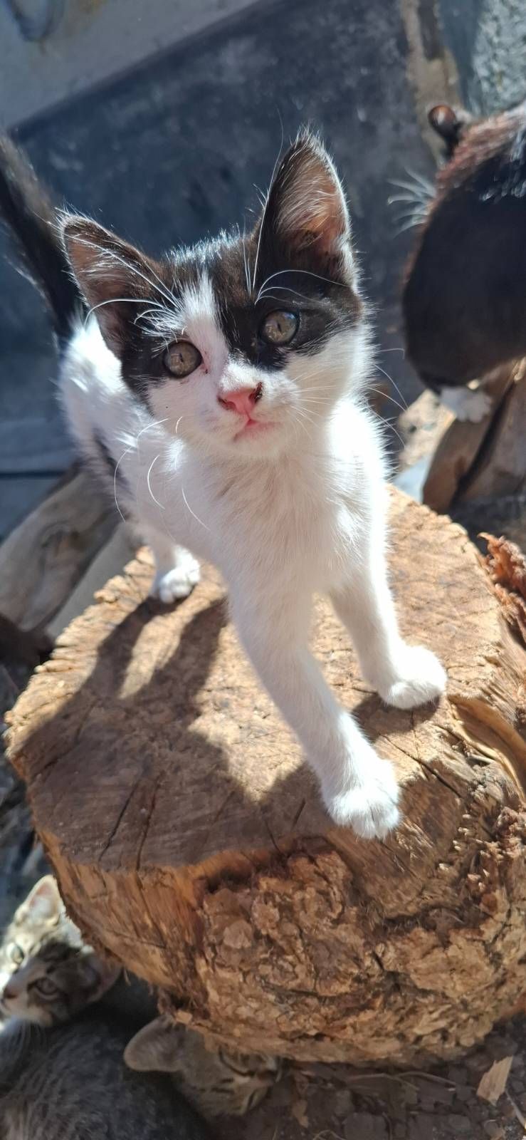 Віддам кошенят безкоштовно
