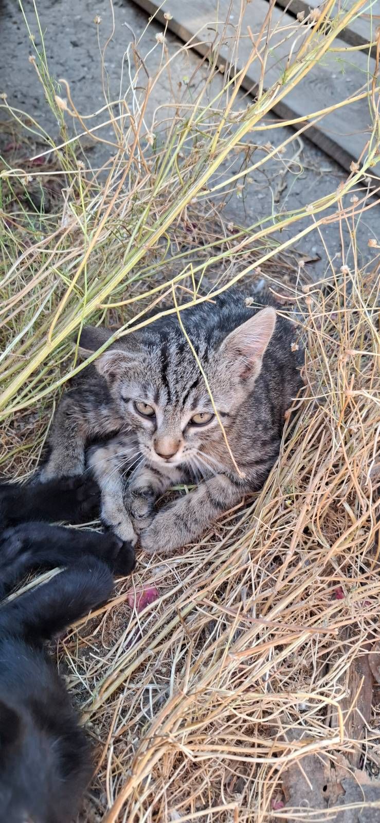 Віддам кошенят безкоштовно
