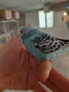 Молоді ручні хвилясті папуги пташки