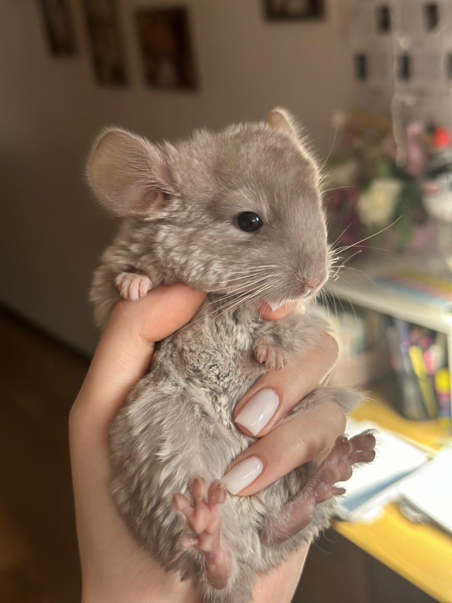 Коричневий оксамит
