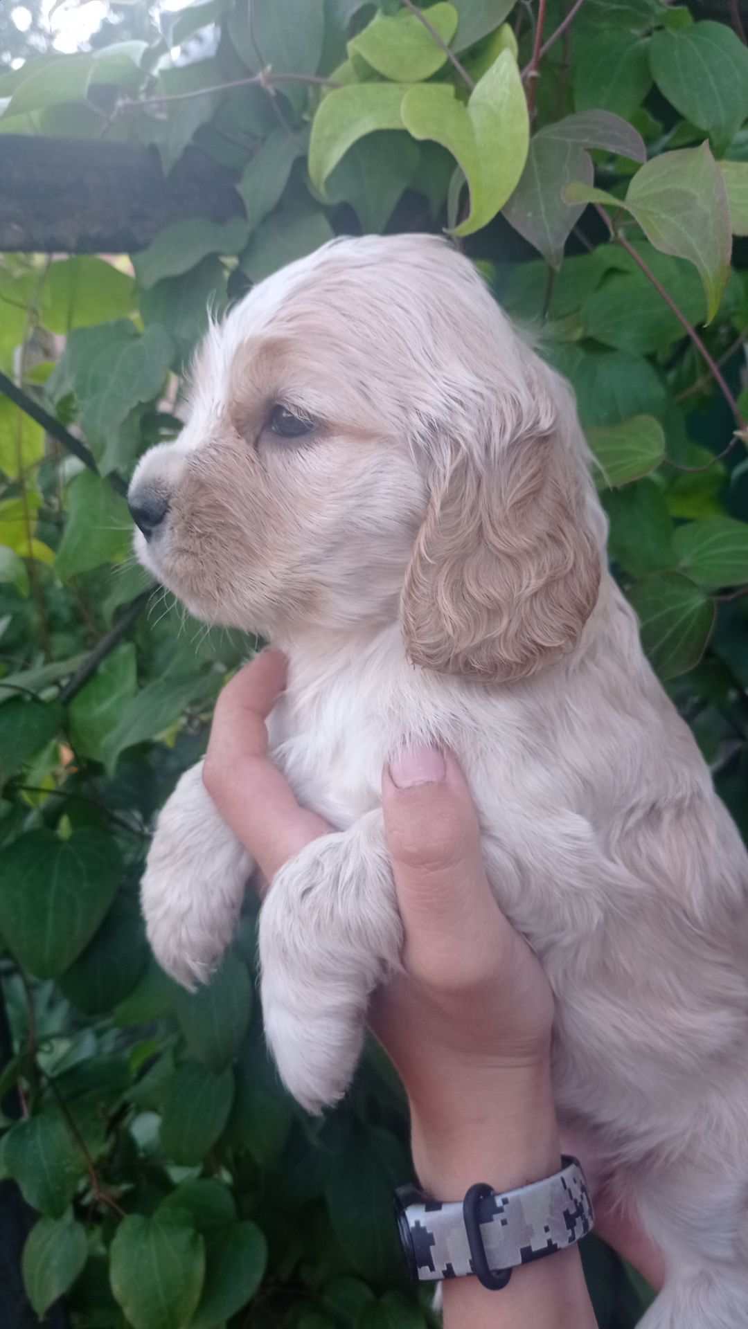 цуценята англійського кокер-спанієля