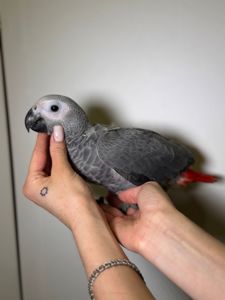 Попугай жако ручной малышь, серый африкаерый афринский попугай, краснохвостый попугай, викормыши