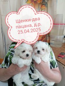 Щенки мальтийской болонки