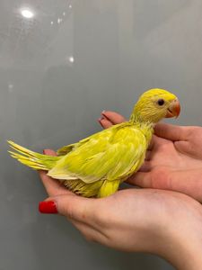 Ожереловый попугай или кольчатый попугай Крамера - самый тадантливый