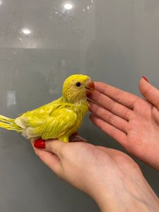Ожереловый попугай или кольчатый попугай Крамера - самый тадантливый