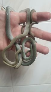 Ринхофис буландже, зелёный древесный полоз