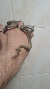 Ринхофис буландже, зелёный древесный полоз