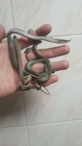 Ринхофис буландже, зелёный древесный полоз