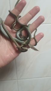 Ринхофис буландже, зелёный древесный полоз