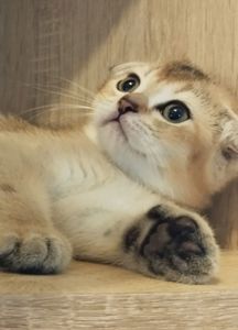 Срібна та золота шиншила