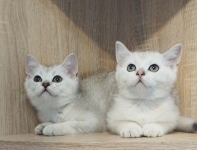 Срібна та золота шиншила
