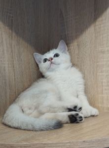 Срібна та золота шиншила