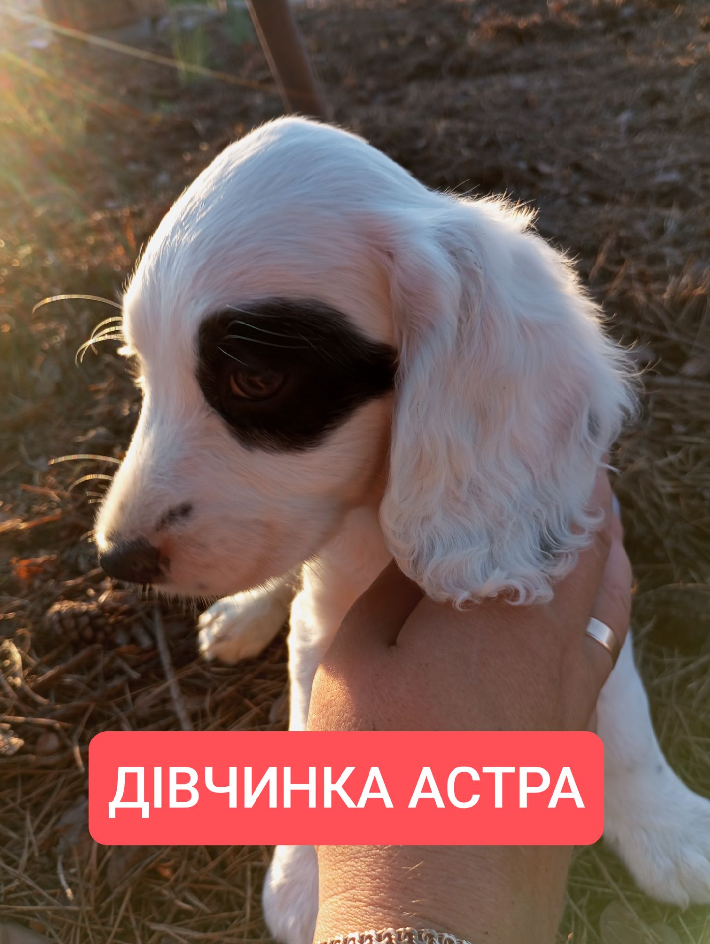 Цуценята спаніеля мисливського