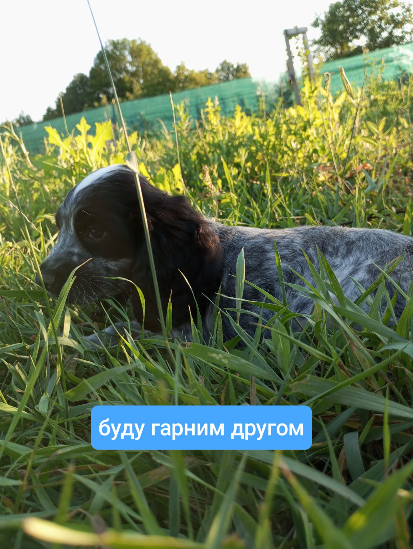 Цуценята спаніеля мисливського