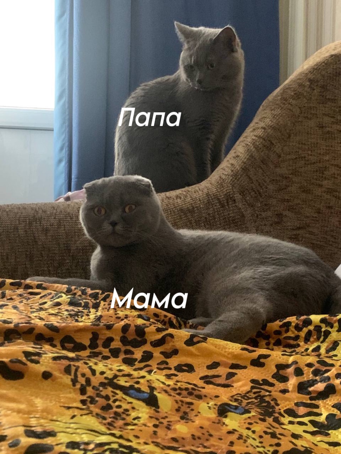 Котенок шотландская короткошерстная прямоухая девочка