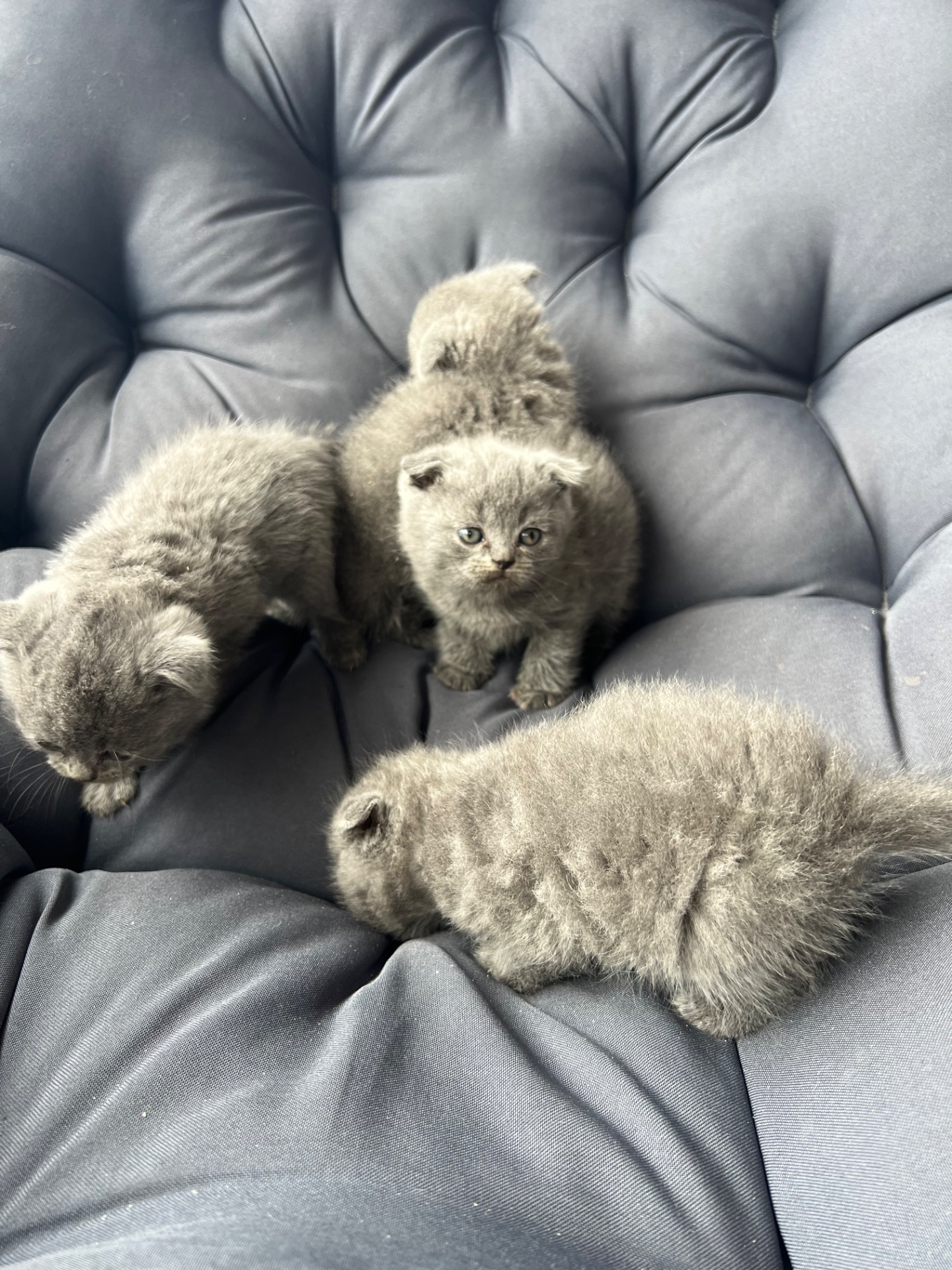 Висловухі Кошенятка