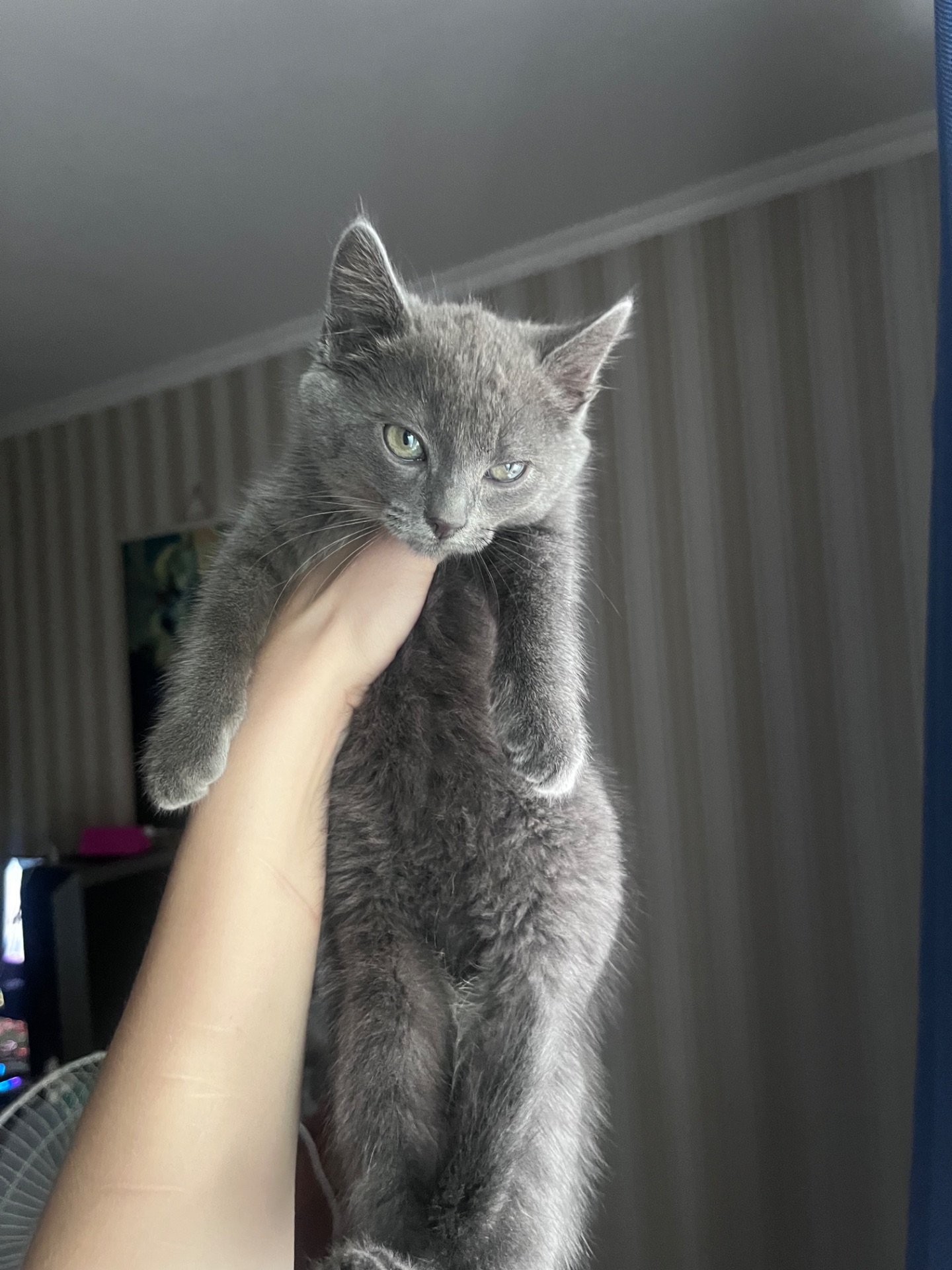 Котенок шотландская короткошерстная прямоухая девочка