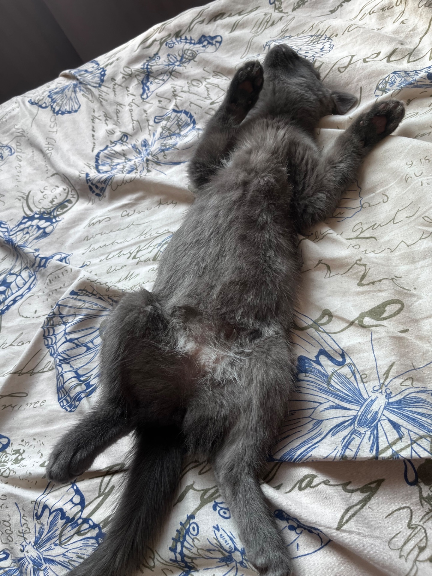 Котенок шотландская короткошерстная прямоухая девочка