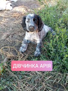 Цуценята спаніеля мисливського