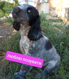 Цуценята спаніеля мисливського