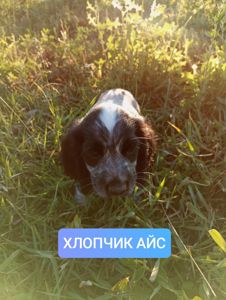 Цуценята спаніеля мисливського