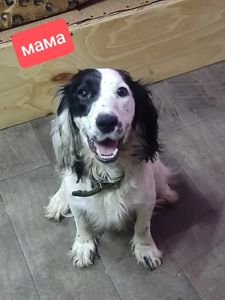 Цуценята спаніеля мисливського