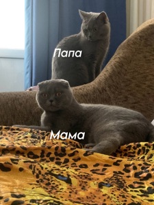 Котенок шотландская короткошерстная прямоухая девочка