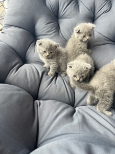 Висловухі Кошенятка