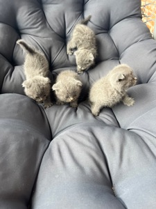 Висловухі Кошенятка