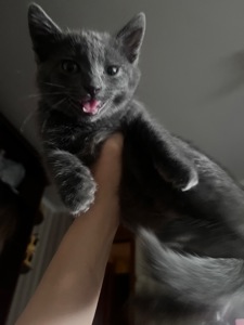 Котенок шотландская короткошерстная прямоухая девочка
