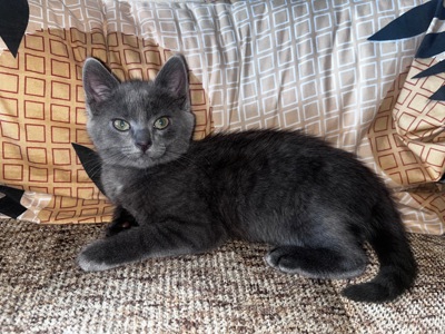 Котенок шотландская короткошерстная прямоухая девочка