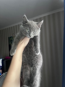 Котенок шотландская короткошерстная прямоухая девочка