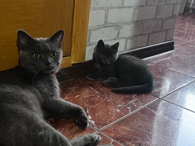 Котенок шотландская короткошерстная прямоухая девочка