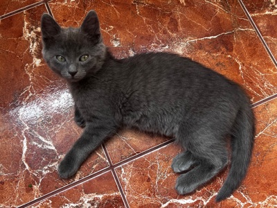 Котенок шотландская короткошерстная прямоухая девочка