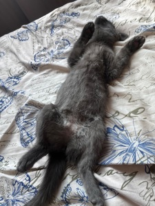 Котенок шотландская короткошерстная прямоухая девочка