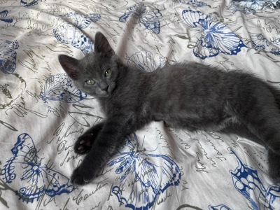Котенок шотландская короткошерстная прямоухая девочка