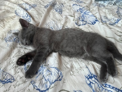 Котенок шотландская короткошерстная прямоухая девочка