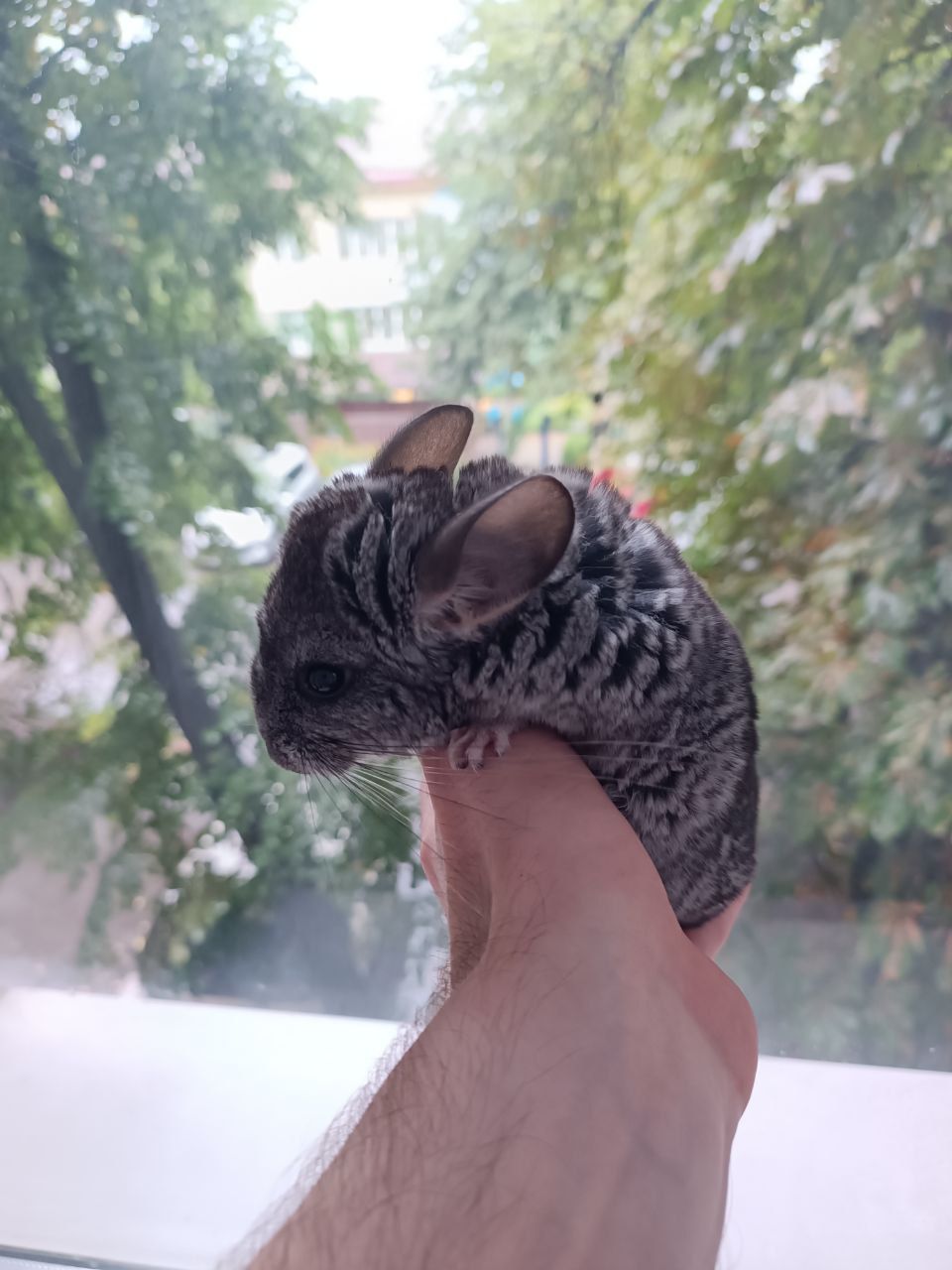 Шиншила стандарт, дівчинка